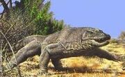 Megalania