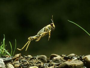Locust