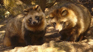 Raccoon Dog