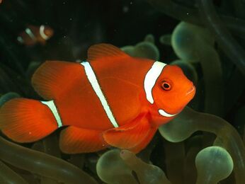 Clownfish