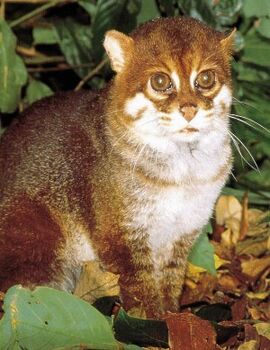 Flat-Headed Cat