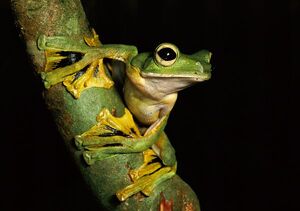 Wallace's Flying Frog