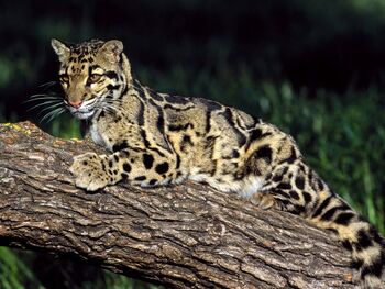 Clouded Leopard