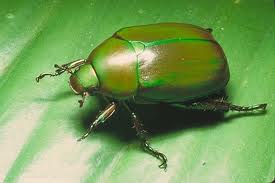Scarab Beetle