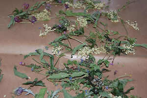 Texture or background - wild herbs