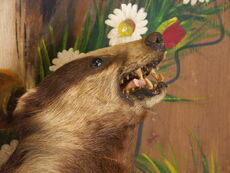 800px-Erythristicbadger