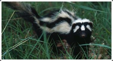 Zorilla