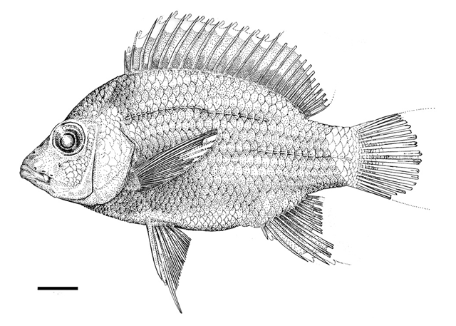 Ptychochromis onilahy | Animal Database | Fandom powered by Wikia