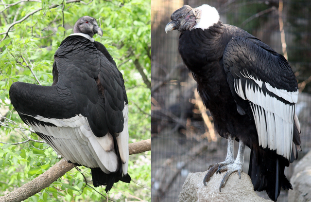 File:Andean Condor.png