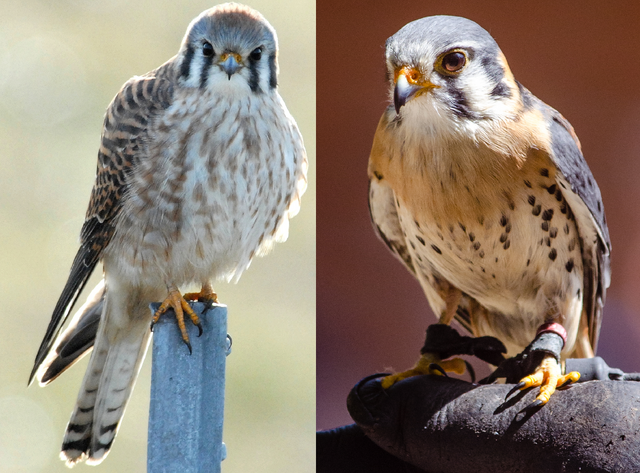 File:American Kestrel.png