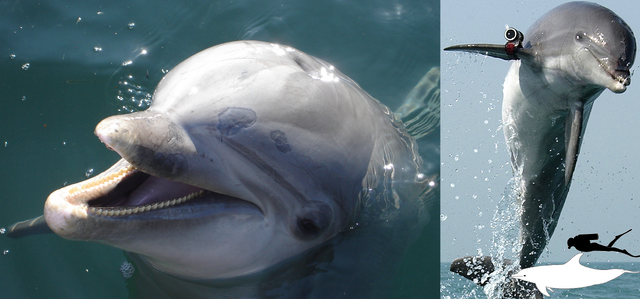 File:Common Bottlenose Dolphin.png