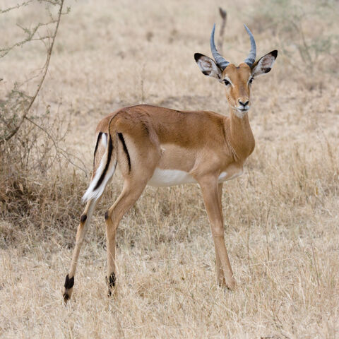 File:Impala.jpg