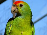 Red-Browed Amazon Parrot