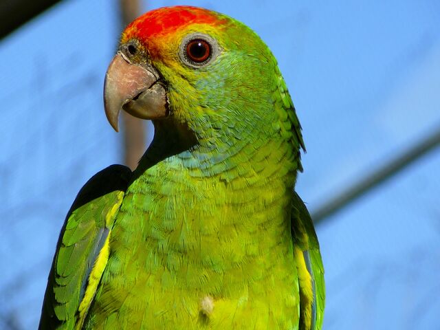 File:Red-Browed Amazon Parrot.jpg