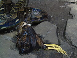 Reticulated Python 01