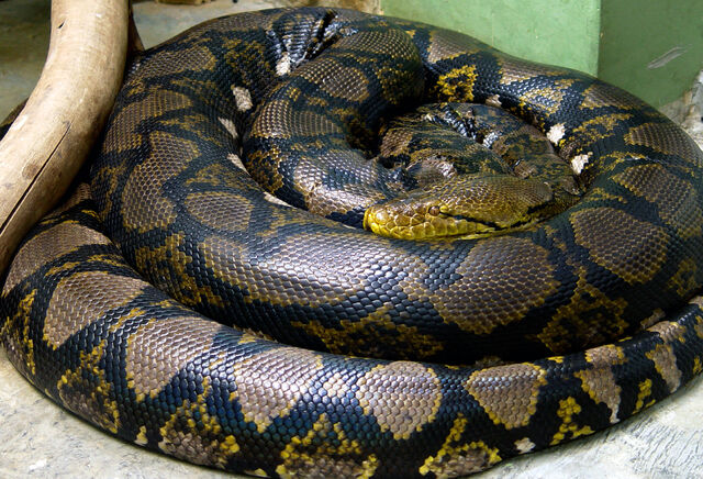File:Reticulated Python.jpg