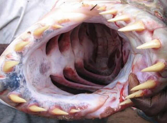 File:Catfish mouth open.jpg