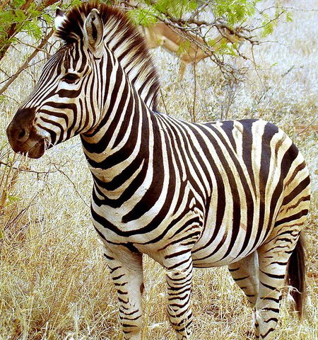 File:Zebra.png