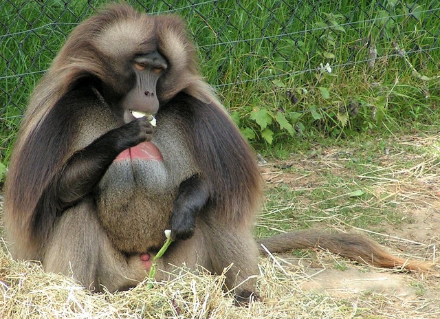 File:Gelada.png