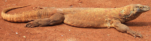 File:Komodo Dragon.png