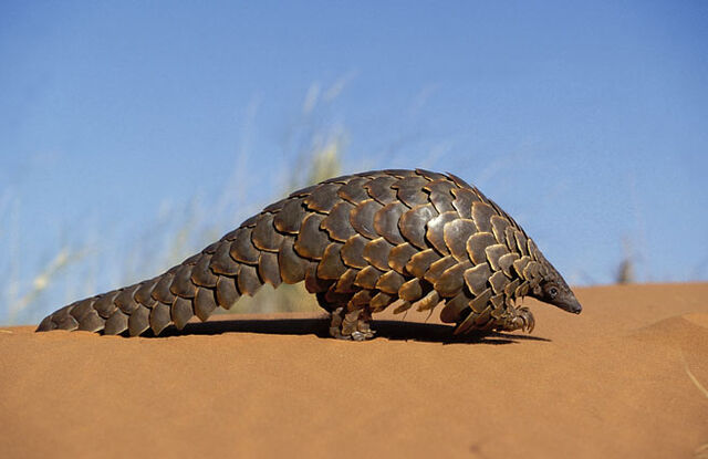 File:Pangolin.jpg