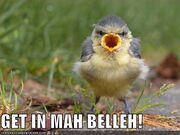 Funny bird Wallpapers 19