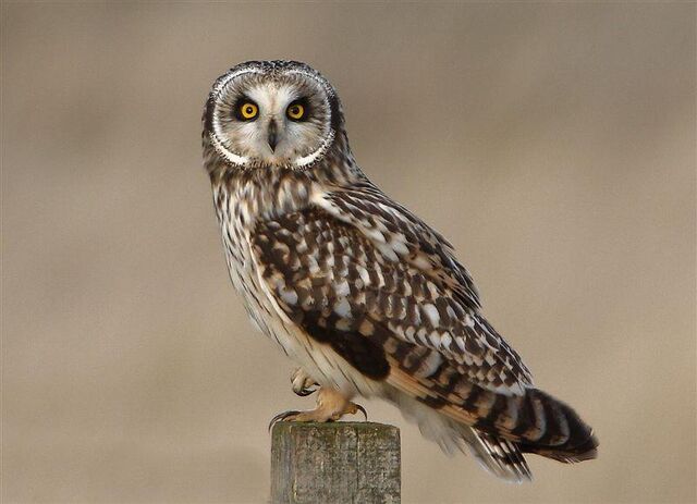 File:Short eared owll.jpg