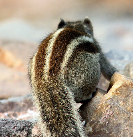 File:Ass.jpg