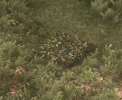 Flowerbed Tycoons