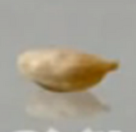 OrangeSeeds
