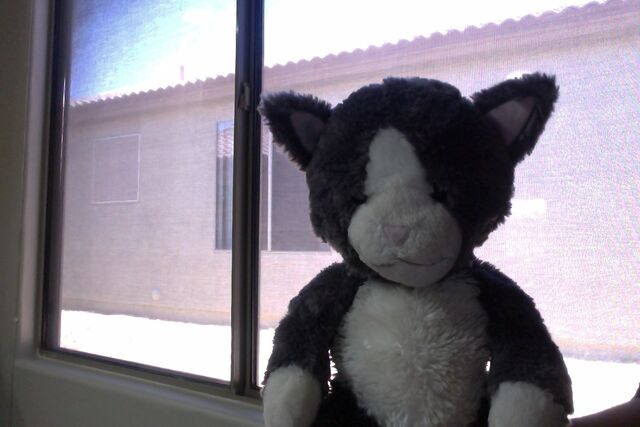 File:Gray Cat .jpg