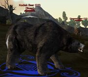 Kodiak bear