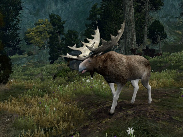 File:Great moose.jpg