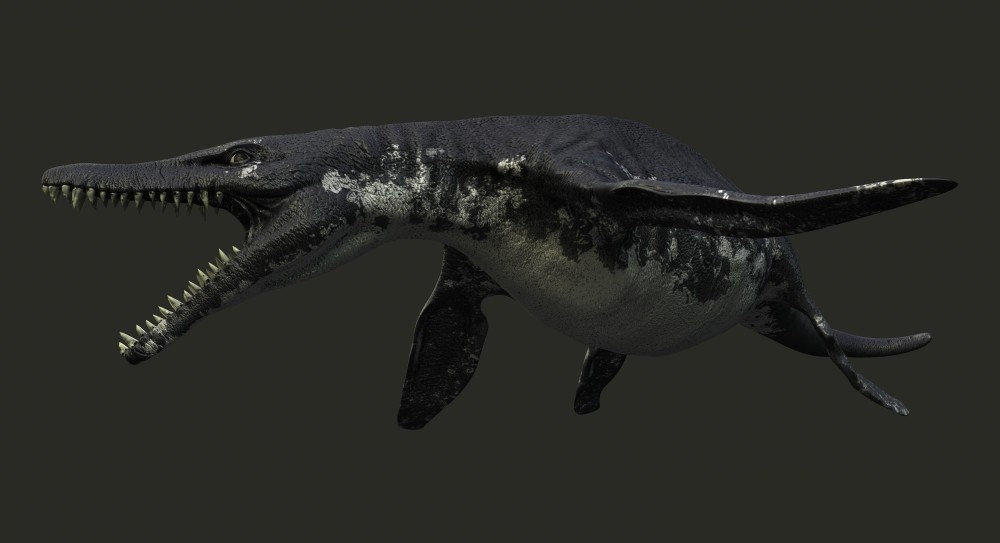 wolf eel vs wolf fish wolf eel vs wolf fish
