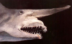 Mitsukurina owstoni goblin shark