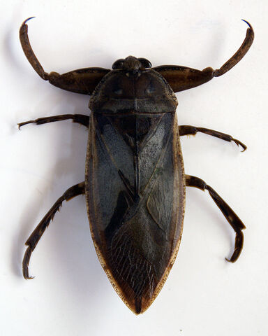 File:Lethocerus grandis.jpg