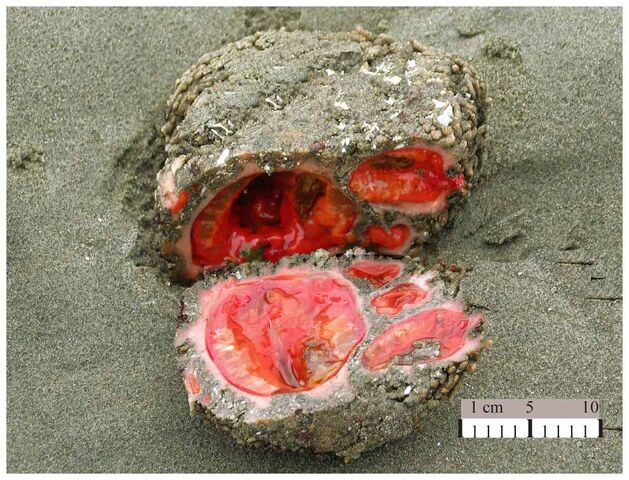 File:Pyura chilensis.jpeg