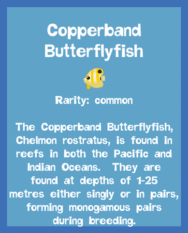 File:Fish2 Copperband Butterflyfish.png