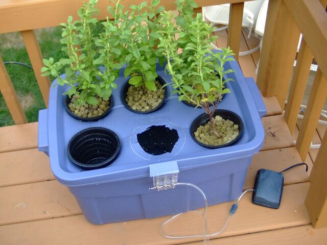 File:Hydroponic Stevia Garden.jpg