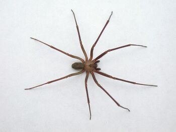 Brown-recluse-spider