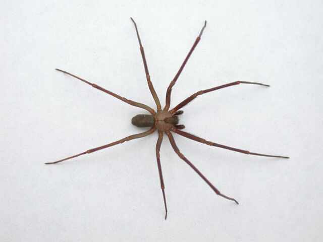 File:Brown-recluse-spider.jpg