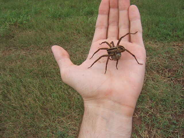 File:800px-Wolf spider 1 sjh.jpg