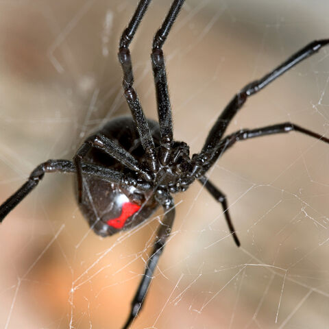 File:Blackwidow legs.jpg
