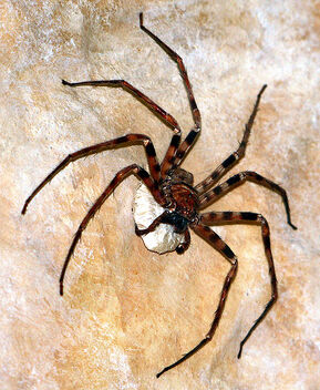 492px-Heteropoda maxima 1