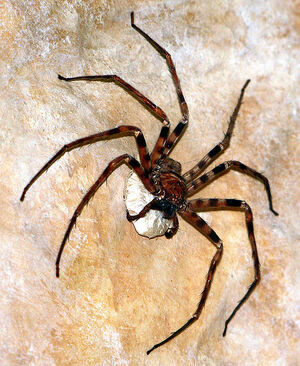 492px-Heteropoda maxima 1