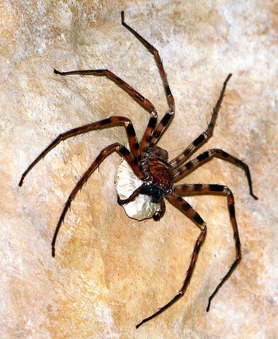 File:492px-Heteropoda maxima 1.jpg
