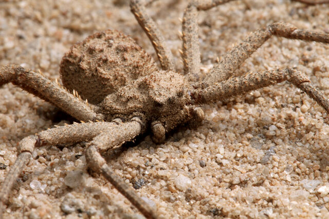 File:Six Eyes Sand Spider2.jpeg