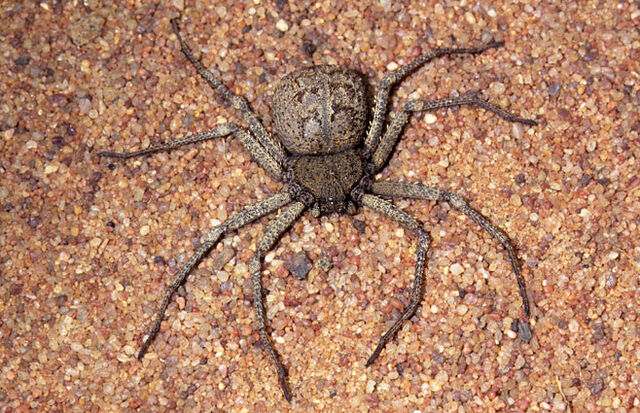 File:Sicarius-species-----N.-Larsen--NL96.jpg