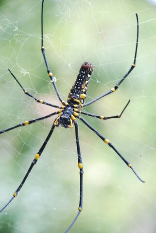 File:Nephila maculata Lamma Island.jpg
