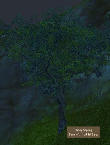 File:Ebony Sapling.jpg